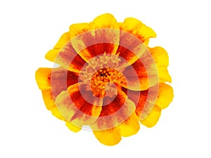 Red yellow marigold flower isolated on white
