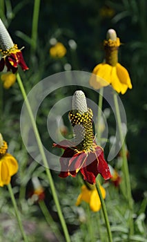 Red and Yellow Mexican Hat Flower in field meadow masthead text area vertical