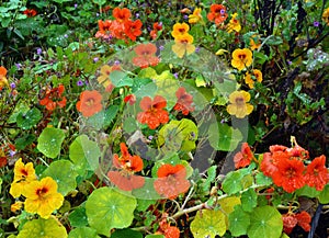 Red and yellow Nasturtium Tropaeolum flowers