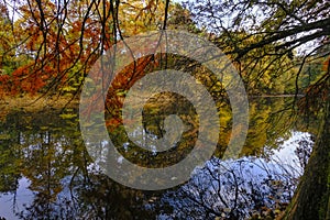 colorful red, yellow, and orange autumn trees reflected in water of the lake in Boschi di Carrega, Emilia-Romagna, Italy photo