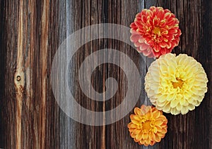 Red, yellow and orange dahlias on old wooden background