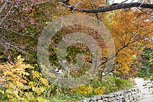 Red, yellow and orange fall trees along path