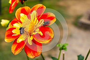 red yellow and orange flower with bees