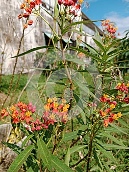 red yellow and orange flowers unite into a beautiful combination, with fresh green leaves