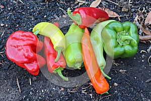 Red, yellow, orange and green capsicums on a garden bed