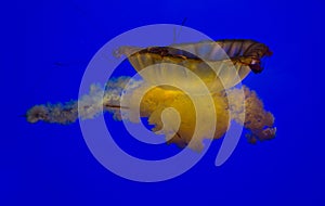 Red Yellow Orange Jellyfish on solid blue background