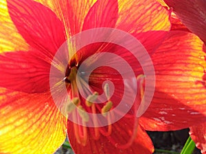 Red yellow orange star burst flower