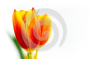 Red, yellow and orange tulip flower close-up macro photo with shallow depth of field against white background with negative empty