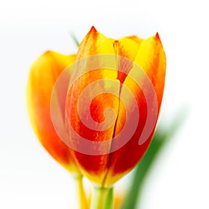 Red, yellow and orange tulip flower close-up macro photo with shallow depth of field against white background. Square format