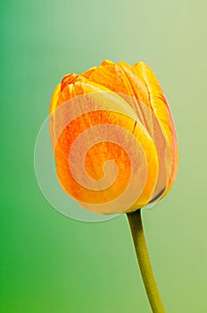 Red, yellow and orange tulips flowers, floral arrangement, close up, , gradient background