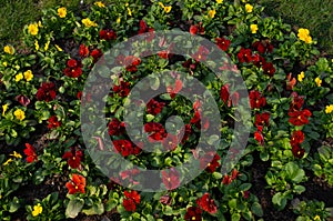 red and yellow pansies