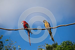 Red and yellow parrot perched on vine.