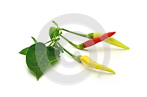 Red and yellow pepper with green leaf on a white (Thai pepper)