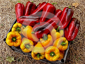 Red and yellow peppers