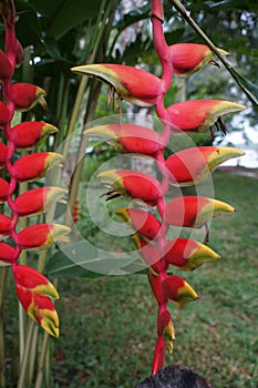 Red and Yellow Peruvian Jungle Fruit. photo