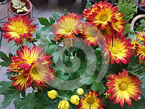 Red yellow petals dendranthema grandiflorum flower