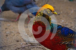 Colorful exotic bird of a golden phesant in a zoo in summer photo