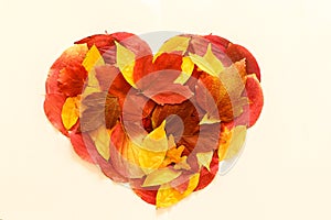 Red, yellow and pink autumn leaves in shape of heart on white background