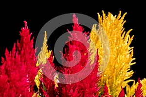 Red and Yellow Plumed cockscomb, Celosia argentea on black background