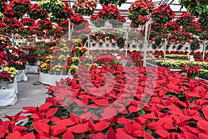 Red and Yellow Poinsettia in Greenhouse