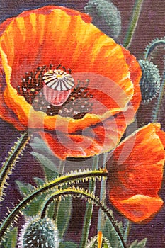 red yellow Poppy Flower field watercolor illustration painting