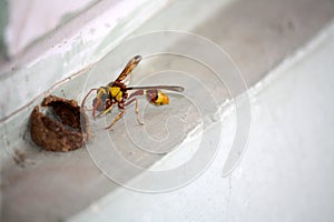 Red-and-yellow potter wasp or mason wasp (Delta pyriforme) building its mud nest : (pix Sanjiv Shukla)