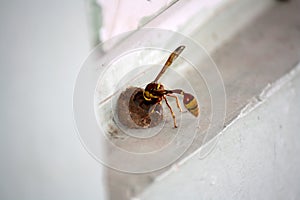 Red-and-yellow potter wasp or mason wasp (Delta pyriforme) building its mud nest : (pix Sanjiv Shukla)