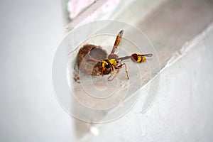 Red-and-yellow potter wasp or mason wasp (Delta pyriforme) building its mud nest : (pix Sanjiv Shukla)