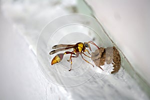 Red-and-yellow potter wasp or mason wasp (Delta pyriforme) building its mud nest : (pix Sanjiv Shukla)