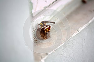 Red-and-yellow potter wasp or mason wasp (Delta pyriforme) laying eggs : (pix Sanjiv Shukla)