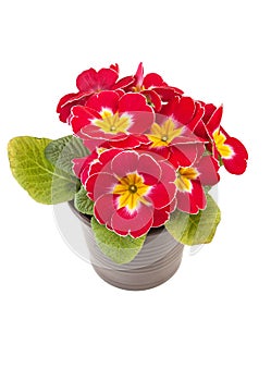 Red yellow Primrose potted plant