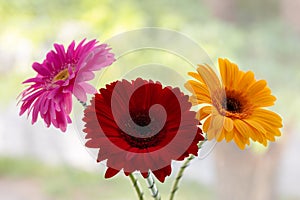 red yellow and purple gerbera flower on window background