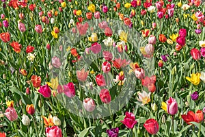 Red, yellow, purple, white, multicolor tulips on a sunny day, during spring bloom