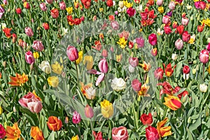 Red, yellow, purple, white, multicolor tulips on a sunny day, during spring bloom