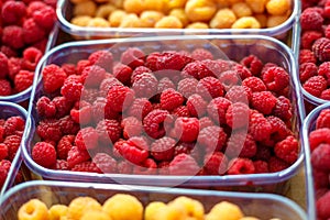 Red and yellow raspberries in boxes, healthy food concept