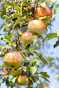 Red yellow ripe apples on apple tree branch, blue sky