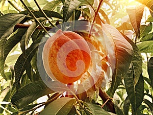Red-yellow, ripe peach growing in a fruit tree.