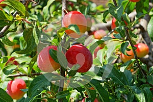 Red yellow plum fruit tree branches with green leaves