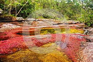 A Red and Yellow River in Colombia photo