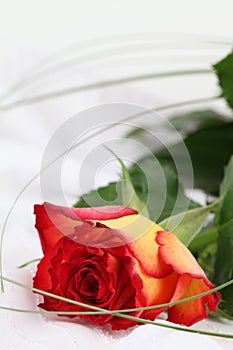 Red-yellow rose