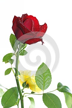 Red and yellow rose
