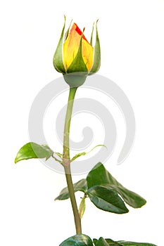 Red and yellow rose bud