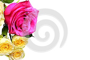 A red and yellow rose isolated on white background. Red Flowers isolated. Copy space. Place for text. Gardening