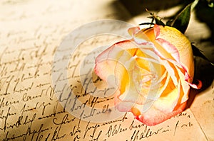 Red yellow rose over a hand written letter