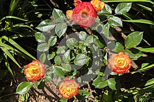 Red-yellow roses in the garden on sunny day.