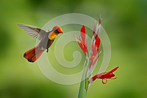 Red and yellow Ruby-Topaz Hummingbird, Chrysolampis mosquitus, flying next to beautiful red flower in Tobago Island