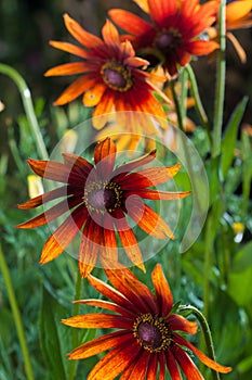 Red Yellow Rudbeckia flower