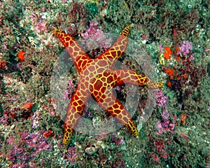 Red and yellow Seastar