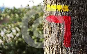 Red and yellow sign of trail in trunk