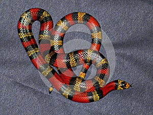 Red and Yellow striped snake on grey background